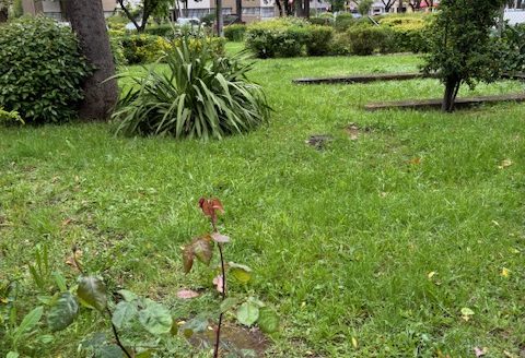 ARRIENDO DEPARTAMENTO PLAZA PINTO , 3 DORMITORTIO